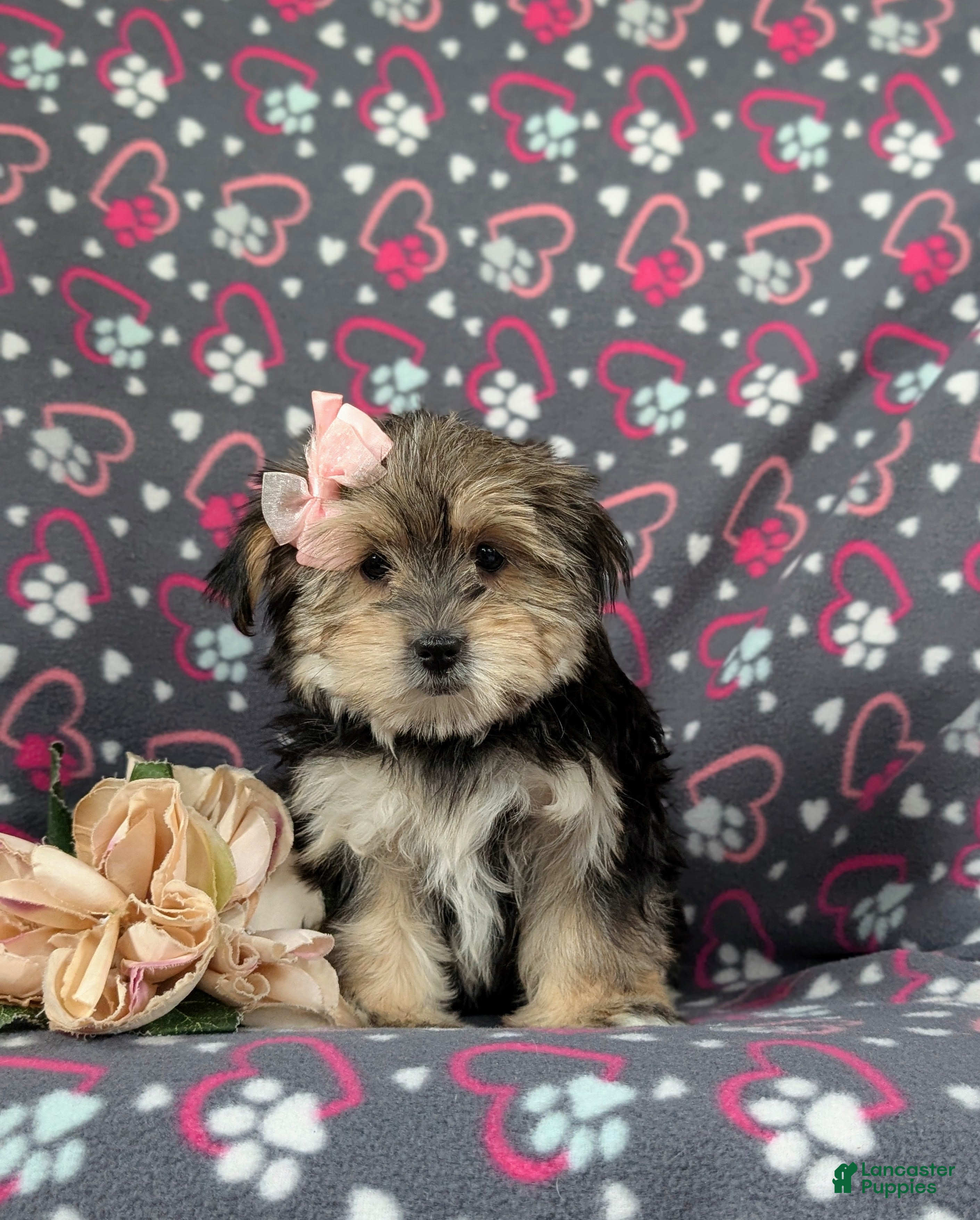 Morkie dogs Bethann 7 lbs Full Grown - Ad 2