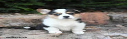 Welsh Corgi Pembroke dogs for sale: Baby Ruth - Ad 1