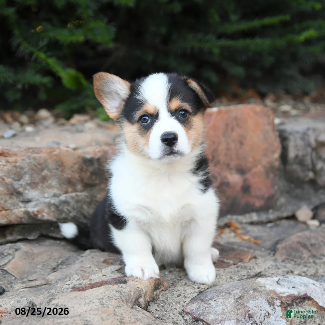 Welsh Corgi Pembroke dogs for sale: Baby Ruth - Ad 1