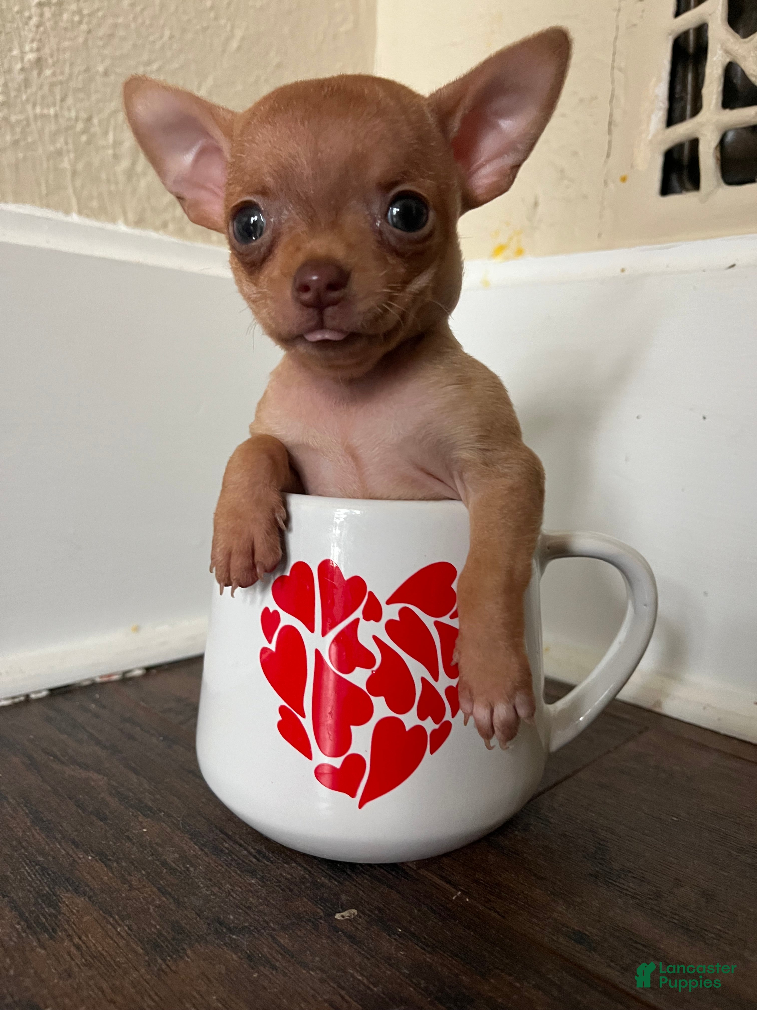 Chihuahua dogs Ultra Tiny Teacup-Tony - Ad 18