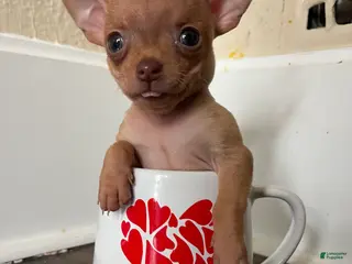 Chihuahua dogs Ultra Tiny Teacup-Tony - Ad 18
