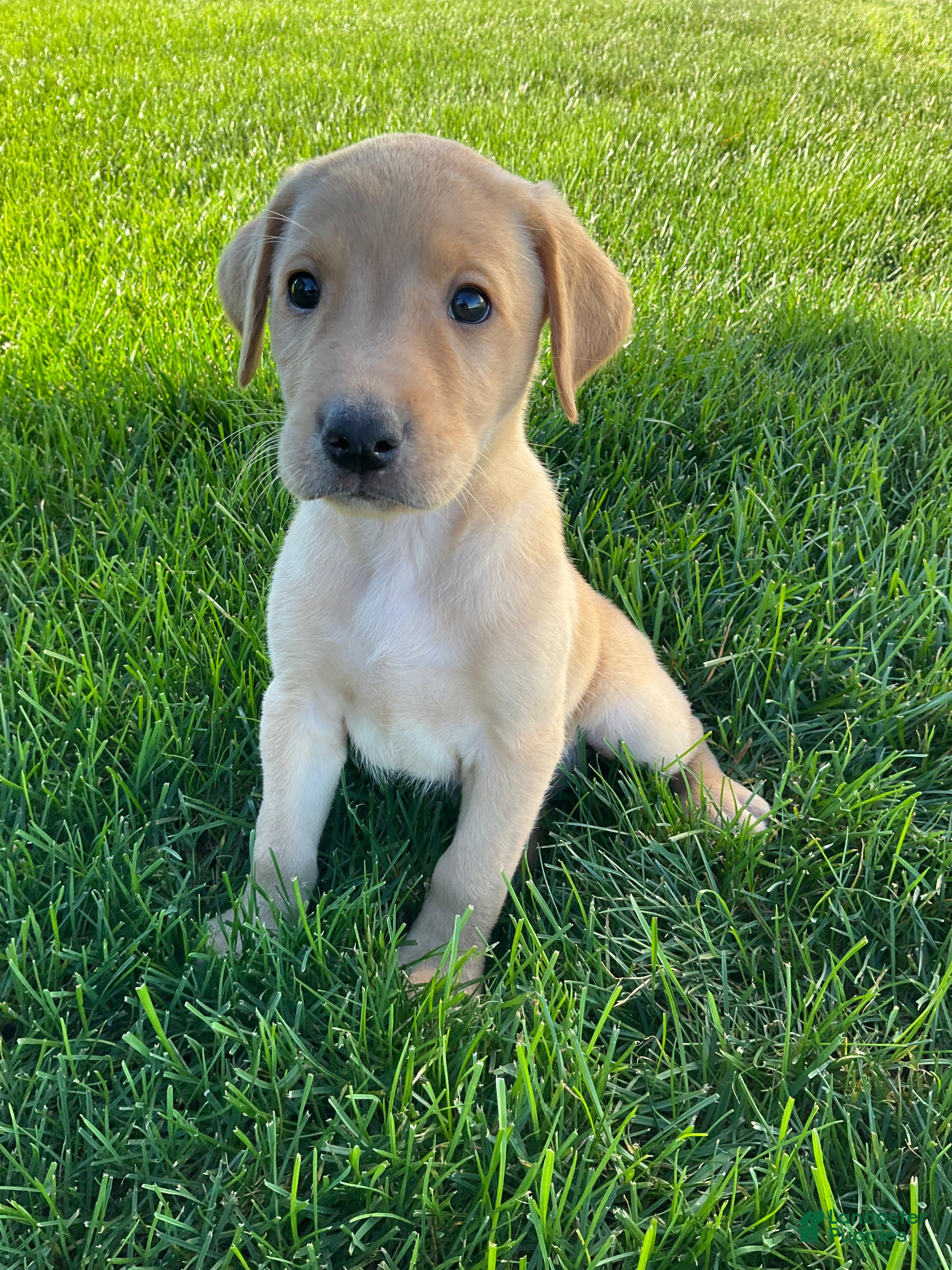 Labrador Retriever dogs Silas - Ad 2
