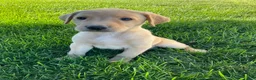 Labrador Retriever dogs for sale: Silas - Ad 2