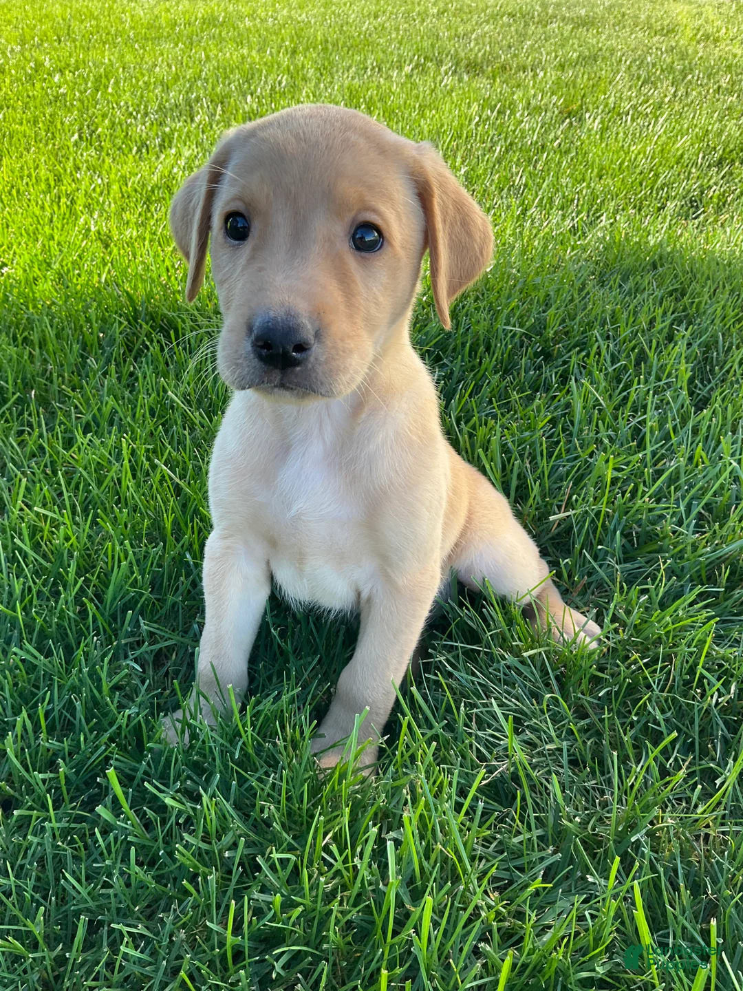 Labrador Retriever dogs for sale: Silas - Ad 2