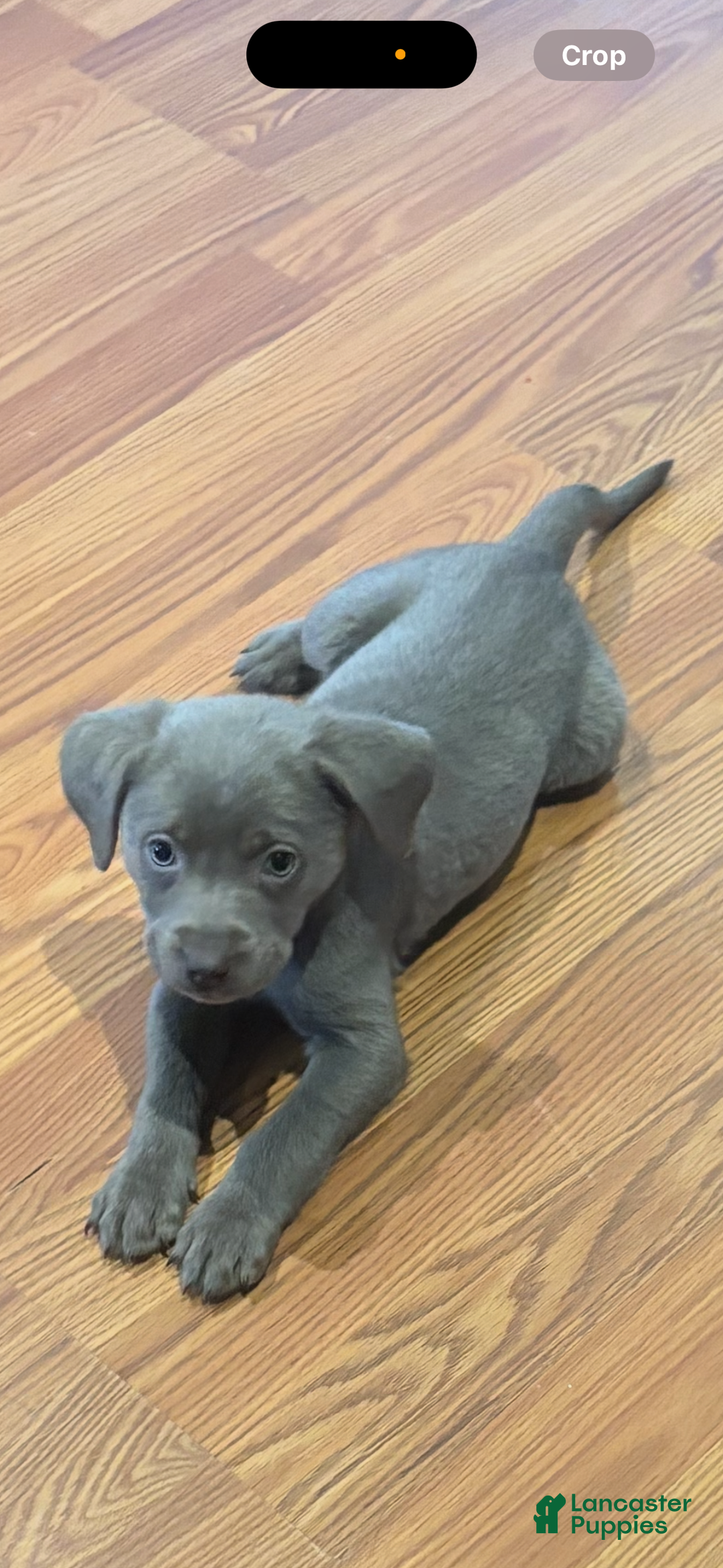 Labrador Retriever dogs for sale: Arrow - Ad 1