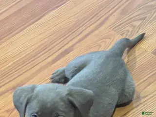 Labrador Retriever dogs Arrow - Ad 13