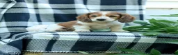 Miniature Dachshund dogs for sale: Curly - Ad 1