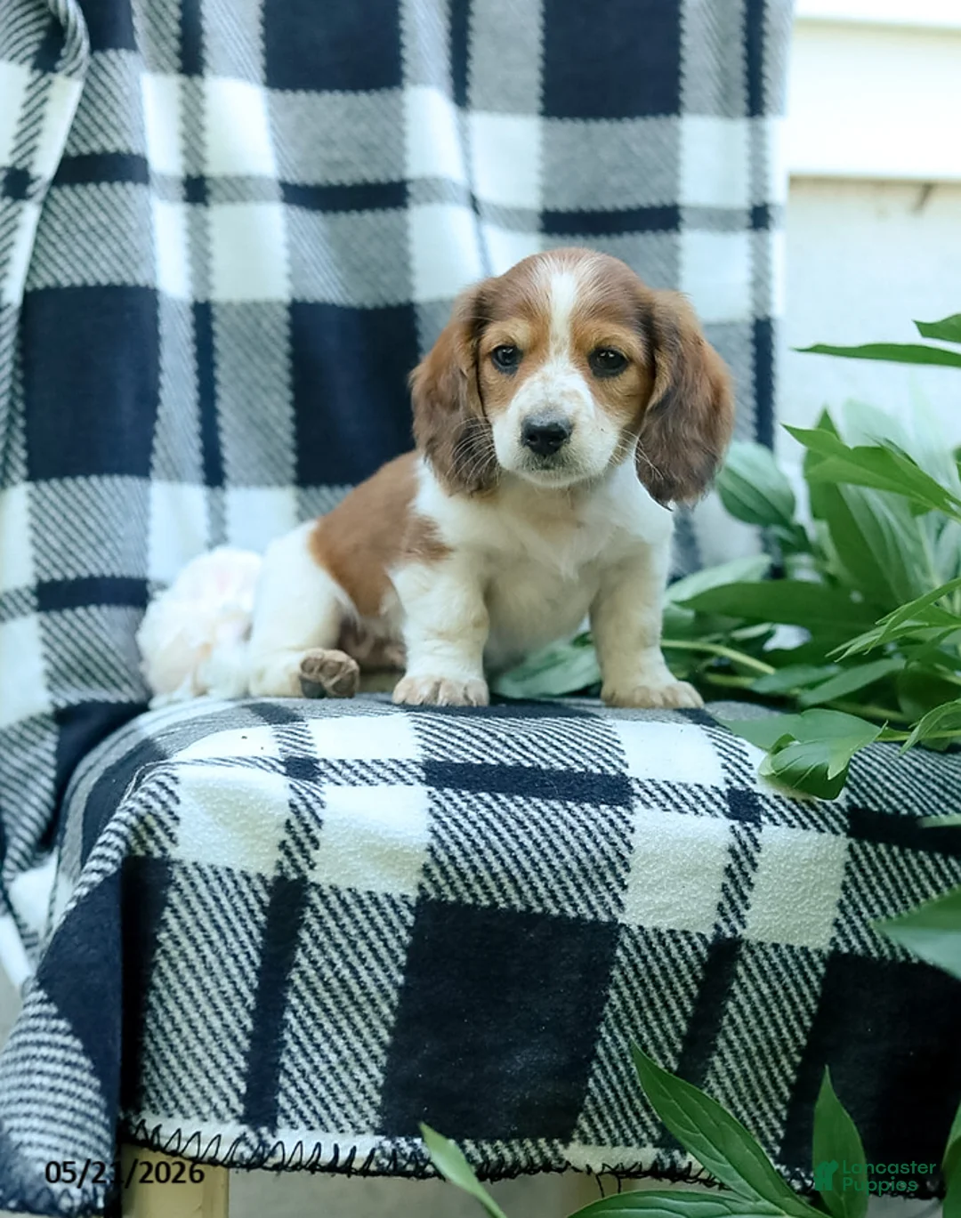 Miniature Dachshund dogs for sale: Curly - Ad 1