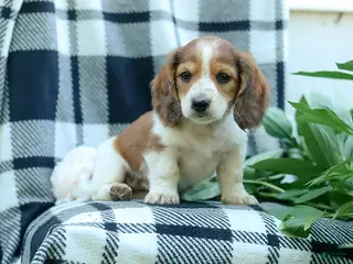 Miniature Dachshund dogs for sale: Curly - Ad 1