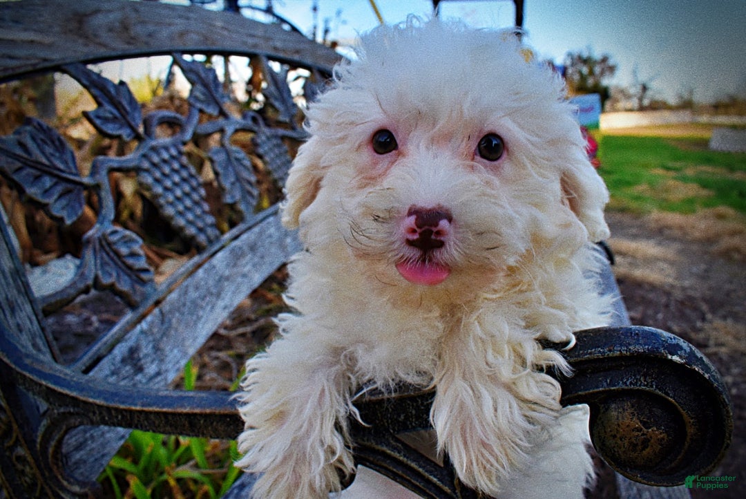 Havapoo dogs for sale: Queenie - Ad 4