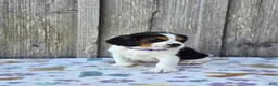 Beaglier dogs for sale: Bella - Ad 4