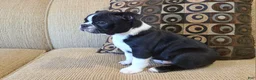 Boston Terrier dogs for sale: Hardy - Ad 4