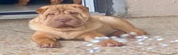 Shar Pei dogs for sale: Sweet Fluffy Boy - Ad 5