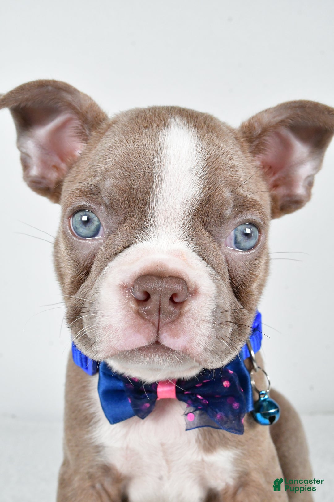 Boston Terrier dogs for sale: Yale - Ad 5