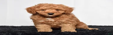 Rex