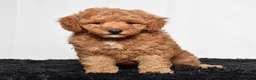 Mini Goldendoodle dogs for sale: Rex - Ad 1