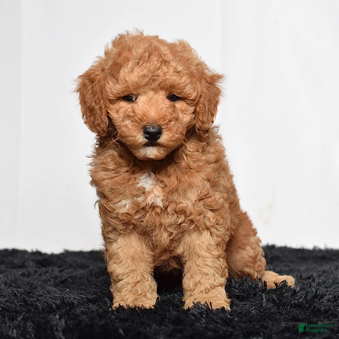 Mini Goldendoodle dogs for sale: Rex - Ad 1