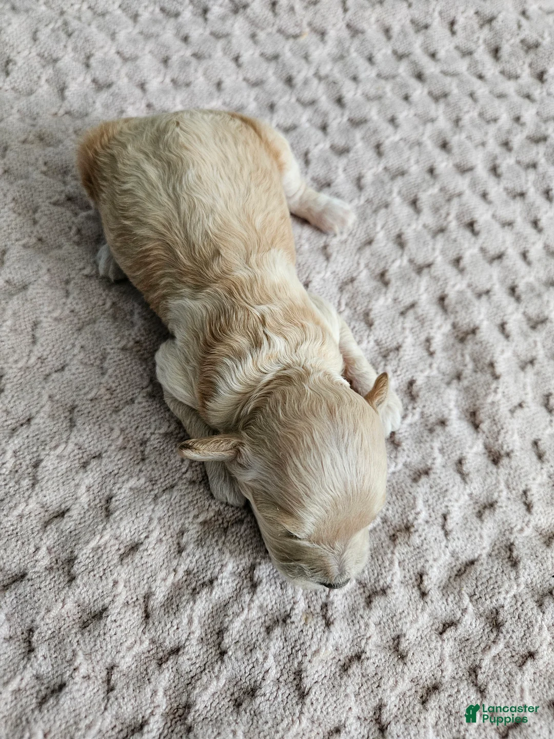 Cavapoo dogs for sale: Daisy - Ad 2