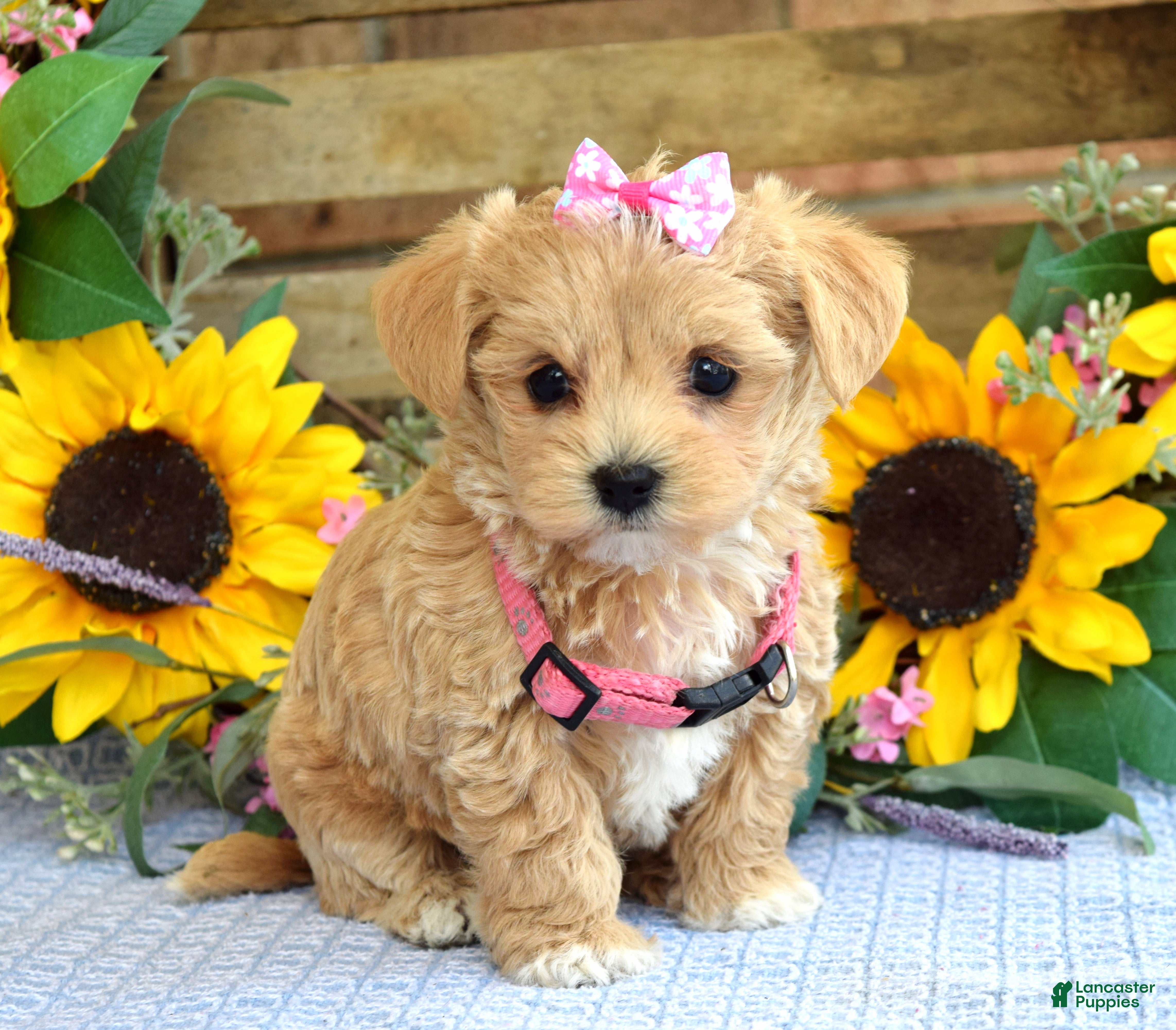 Maltipoo dogs Tessa - Ad 1