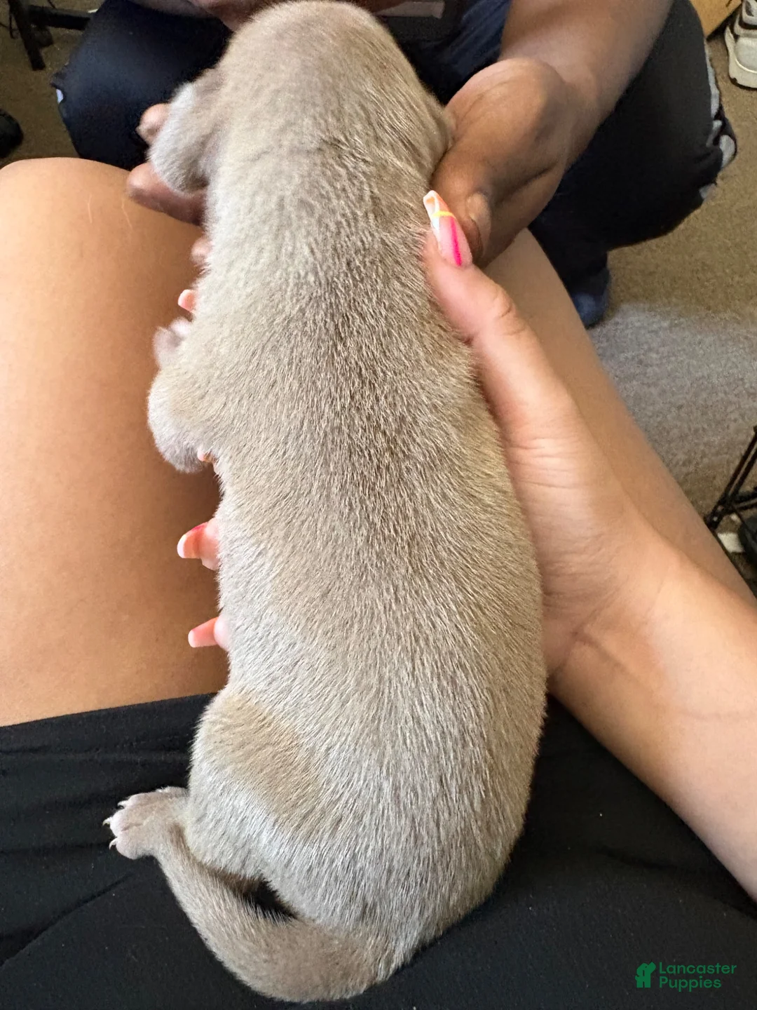 American Pit Bull Terrier dogs for sale: American Pit Bull Terrier 4 - Ad 1