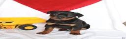 Rottweiler dogs for sale: Atlas - Ad 3