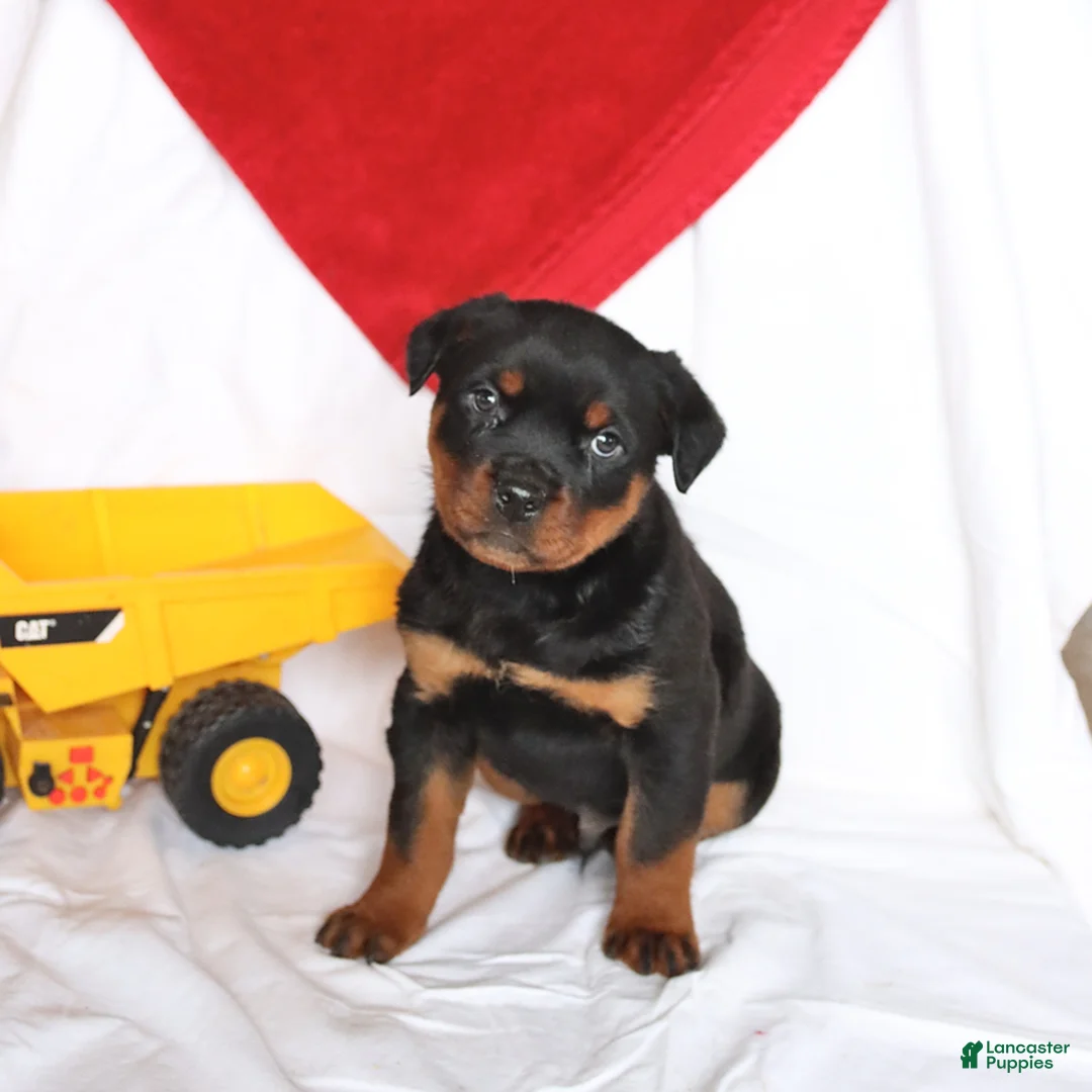 Rottweiler dogs for sale: Atlas - Ad 3