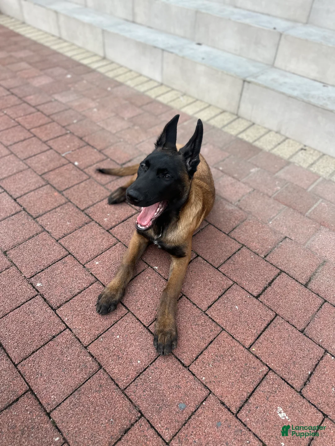 Belgian Malinois dogs for sale: Belgian Malinois Puppy 1 - Ad 6