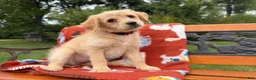 Labradoodle dogs for sale: Chloe (Girl) - Ad 6