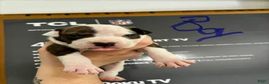 American Staffordshire Terrier 3