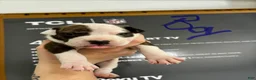 American Staffordshire Terrier dogs for sale: American Staffordshire Terrier 3 - Ad 1