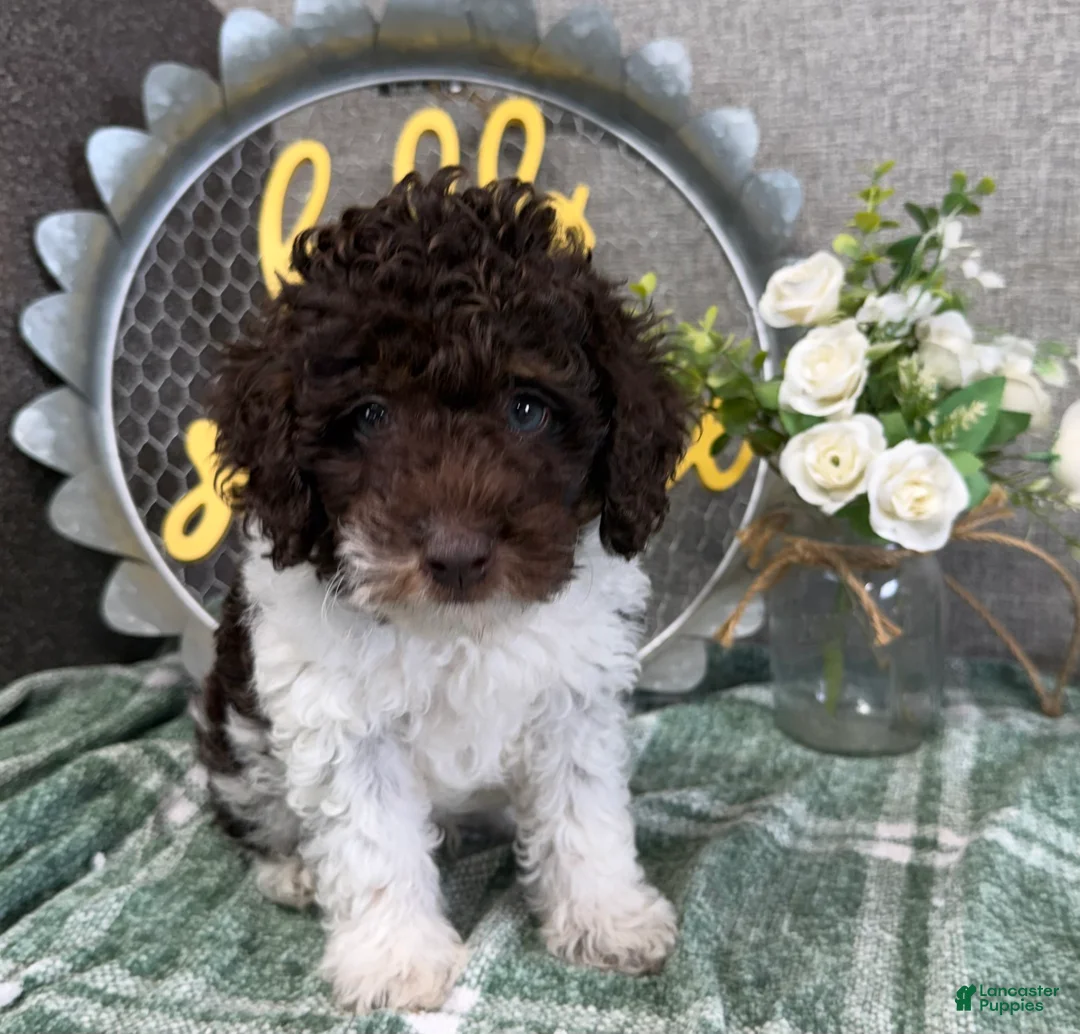 Miniature Poodle dogs for sale: Tanner - Ad 2