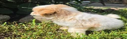 Shihpoo dogs for sale: Wendy - Ad 6