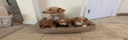 Cavapoo dogs for sale: Caramel - Ad 9