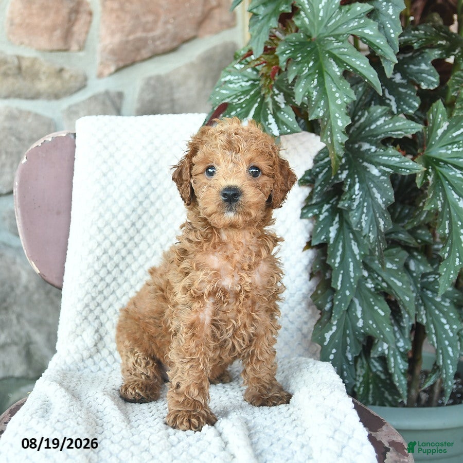 Toy Poodle dogs Leo  - Ad 1