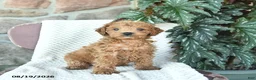 Toy Poodle dogs for sale: Leo  - Ad 1
