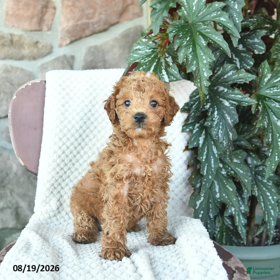 Toy Poodle dogs for sale: Leo  - Ad 1