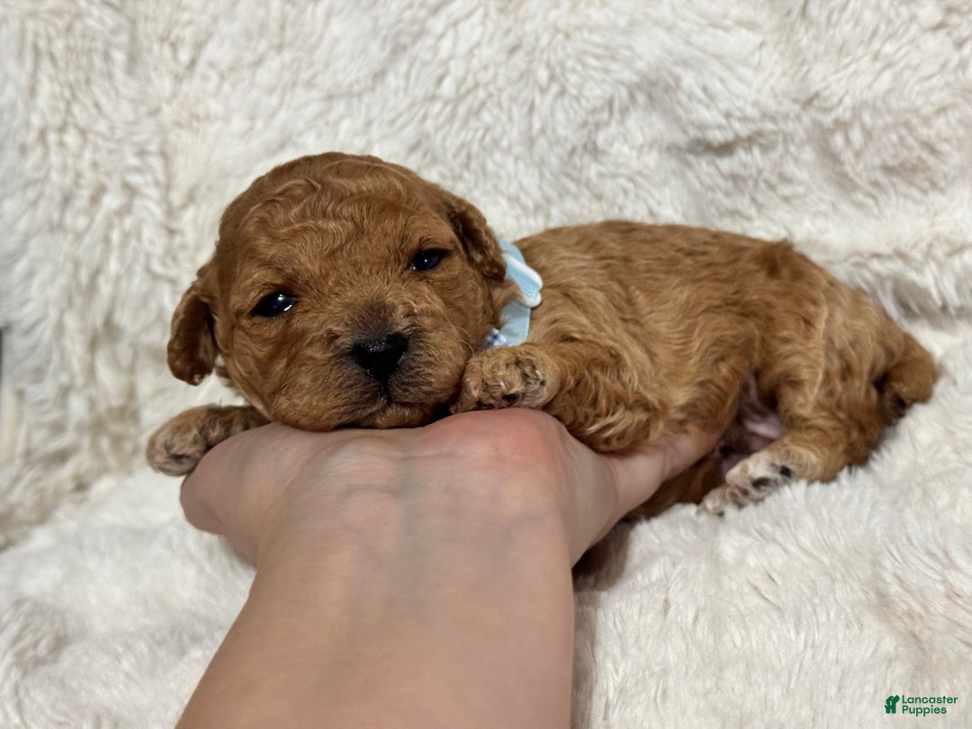 Toy Poodle dogs for sale: Koda - Ad 2