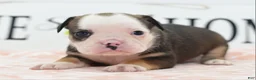 Mixed Breed dogs for sale: Queen - Ad 30