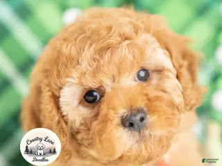 Cavapoo dogs for sale: Finnegan - Ad 1