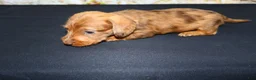 Miniature Dachshund dogs for sale: Zelda - Ad 9