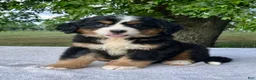 Bernese Mountain Dog dogs for sale: Violet - Ad 2
