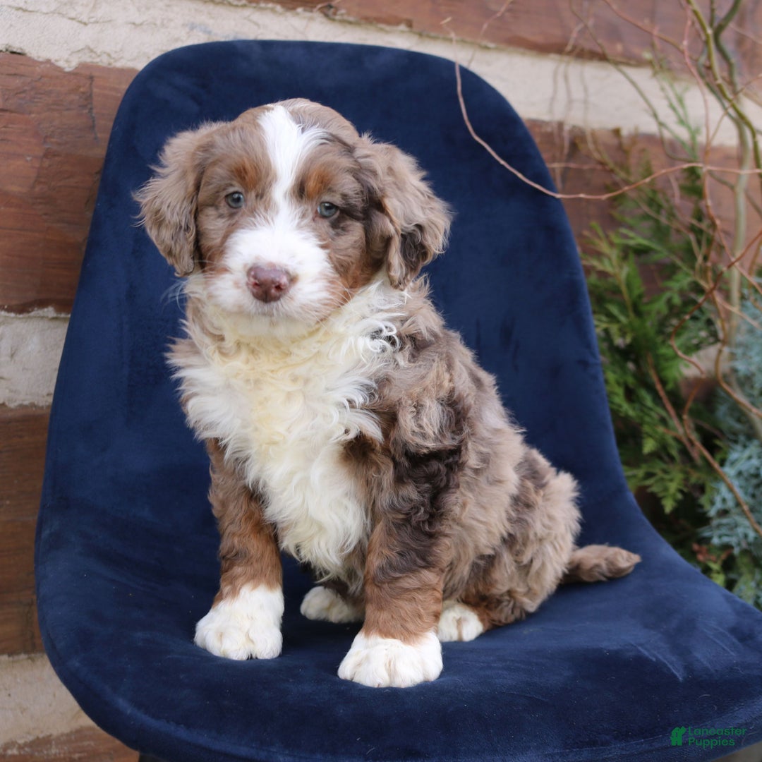 Mini Bernedoodle dogs for sale: Alex  - Ad 3