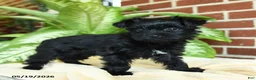 Yorkshire Terrier dogs for sale: Luna - Ad 3