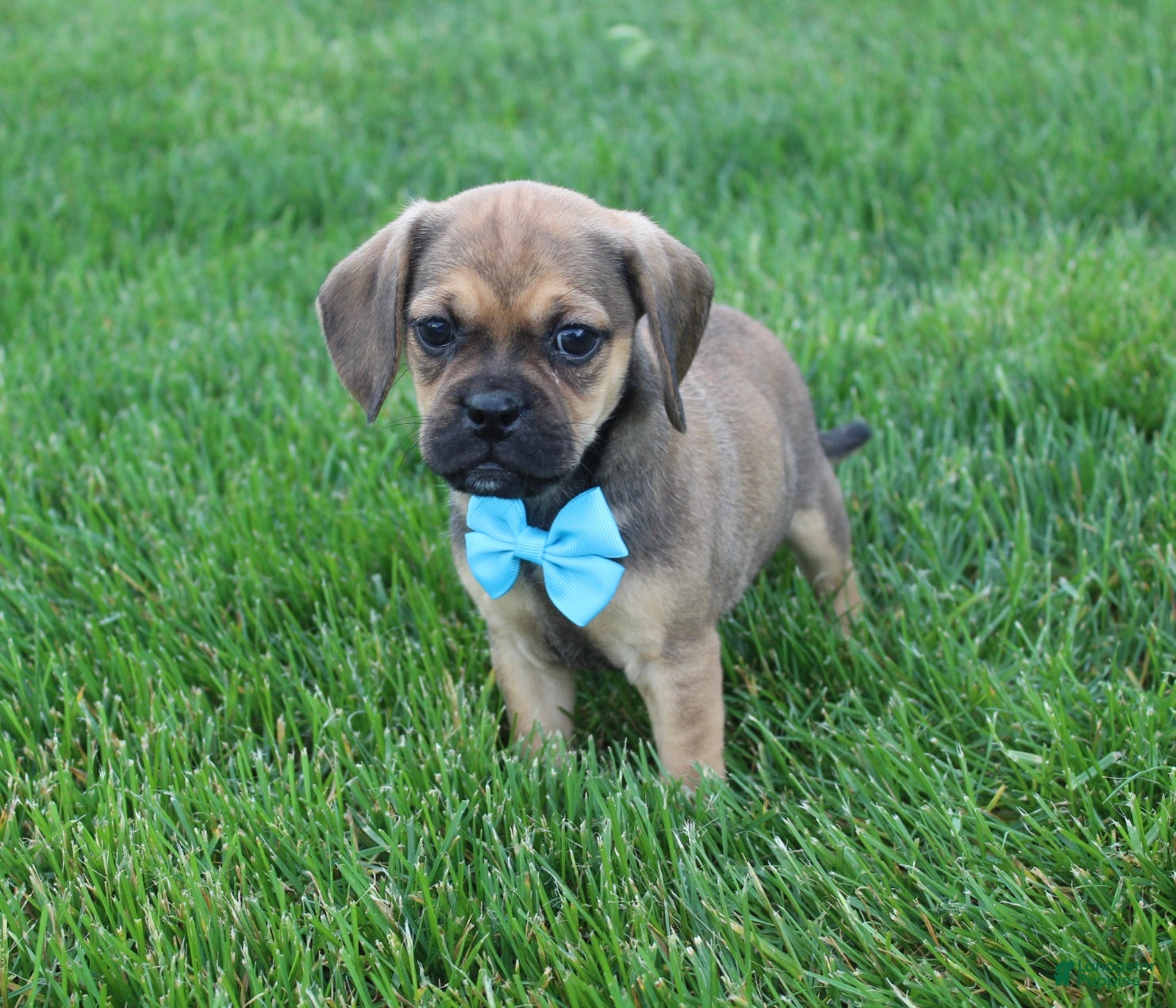 Puggle dogs Rambo - Ad 2