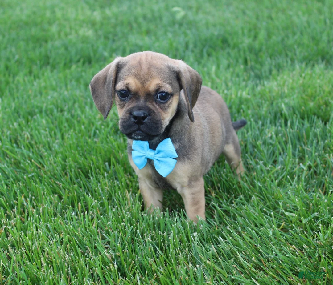 Puggle dogs for sale: Rambo - Ad 2