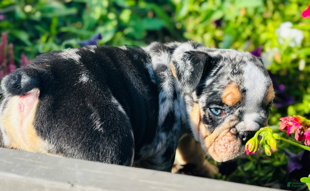 English Bulldog dogs for sale: Danny - 73737 - Ad 2