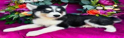 Siberian Husky dogs for sale: Kodiak - Ad 5