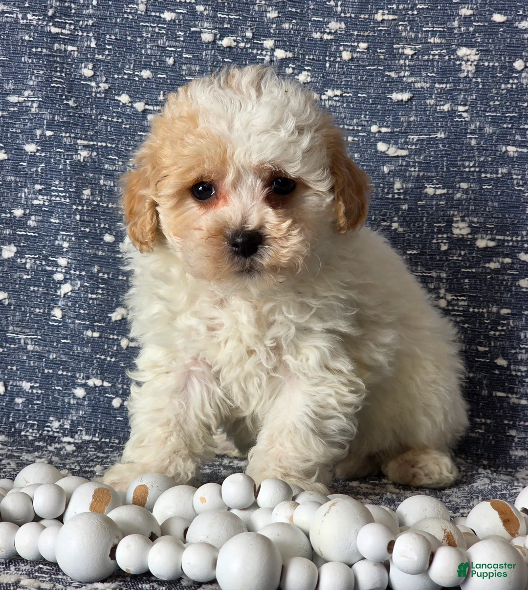 Bichpoo dogs for sale: Barbie - Ad 2