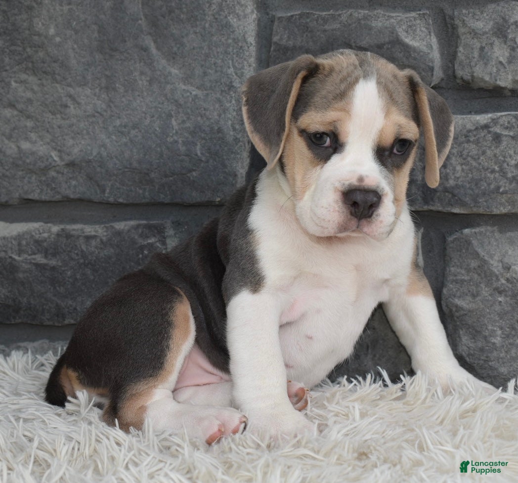 Beabull dogs Tessa  - Ad 2