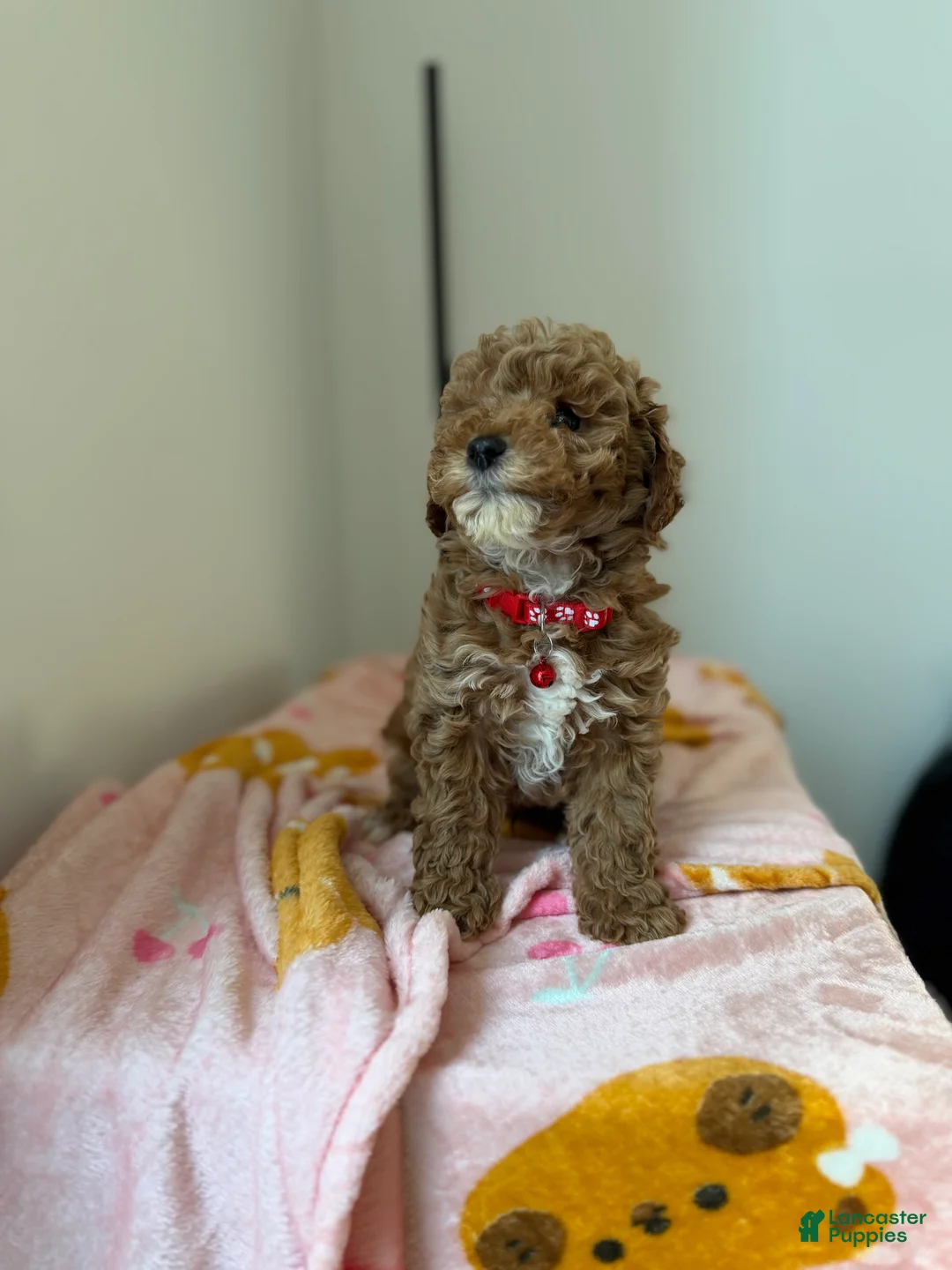 Toy Poodle dogs for sale: Snuggles - Ad 3
